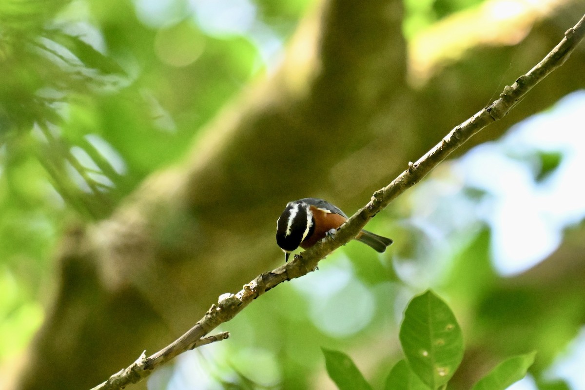 Taiwanbuntmeise - ML642642014