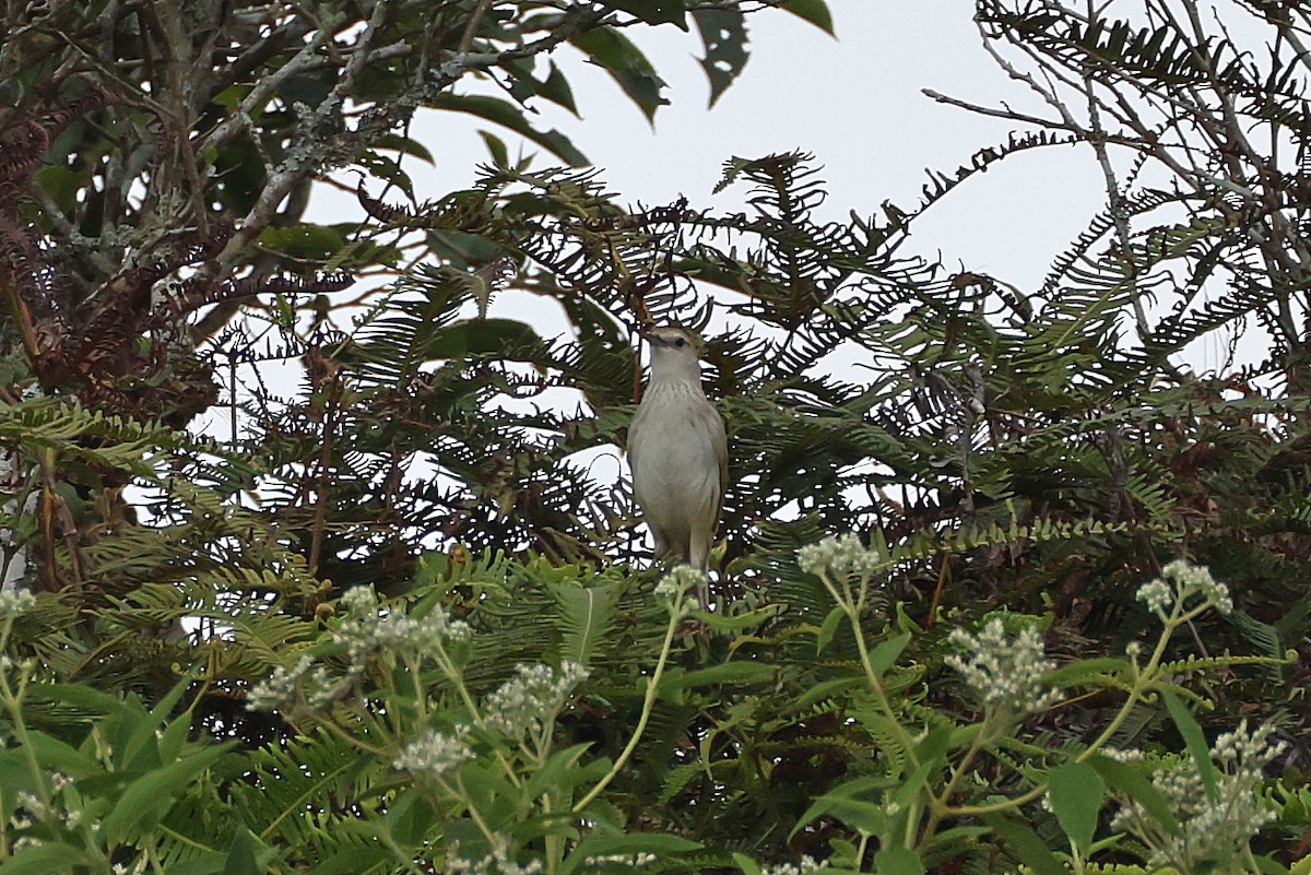 Striated Grassbird - ML642642029