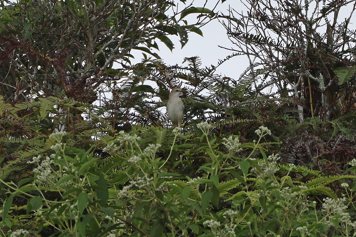 Striated Grassbird - ML642642030