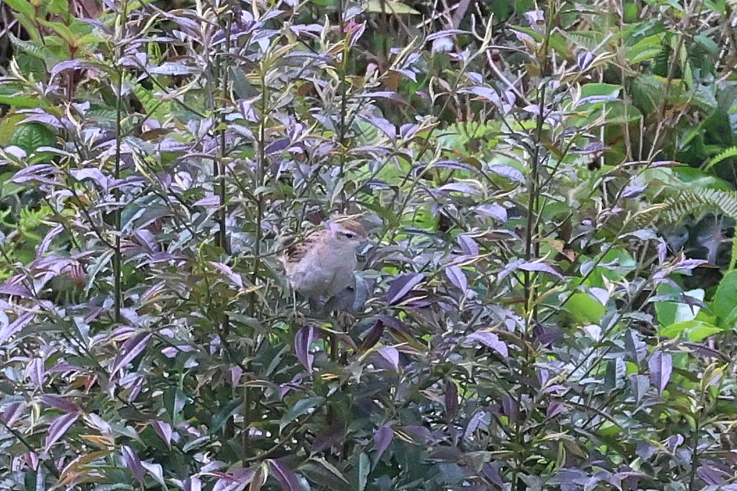 Striated Grassbird - ML642642035