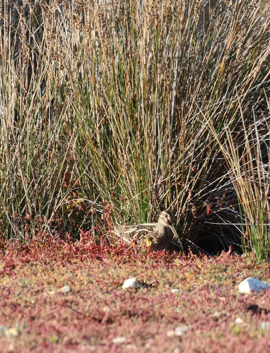 Common Snipe - ML642642038