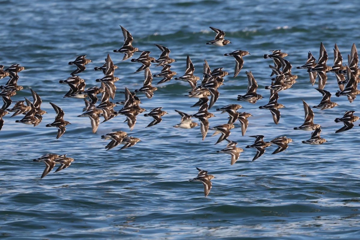 Ruddy Turnstone - ML642642044