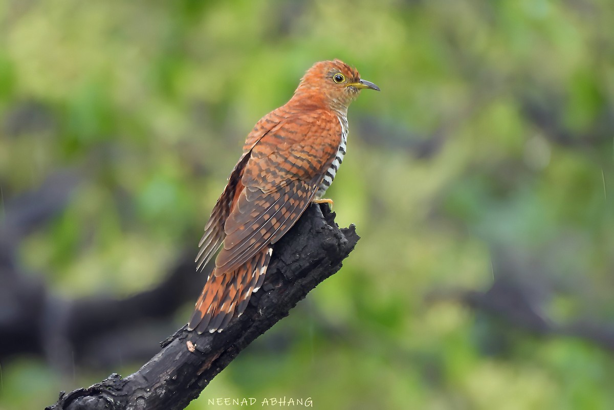Lesser Cuckoo - ML642642062
