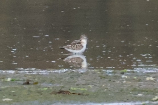 Little Stint - ML642642065