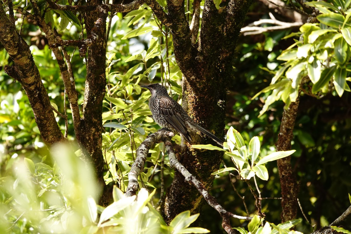 Little Wattlebird - ML642642069