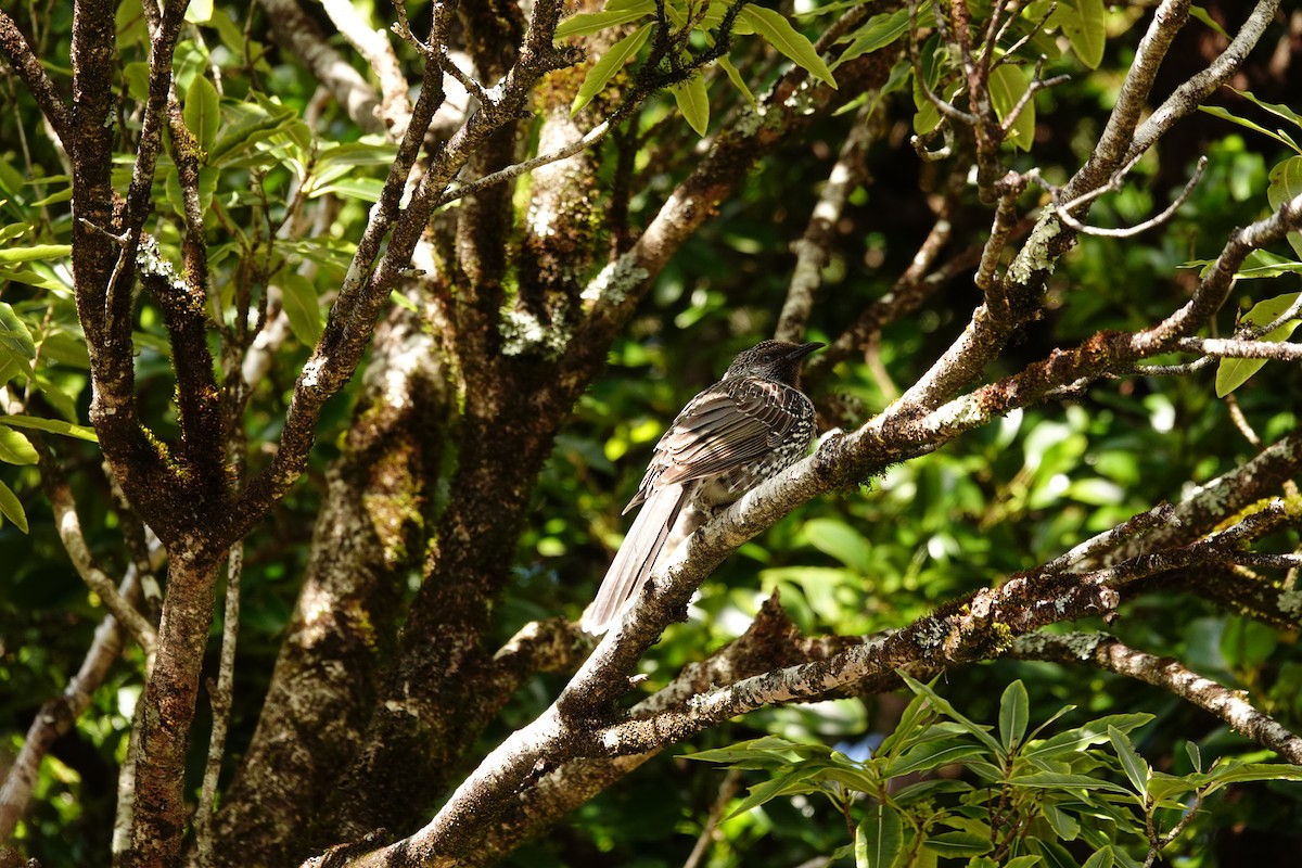 Little Wattlebird - ML642642070