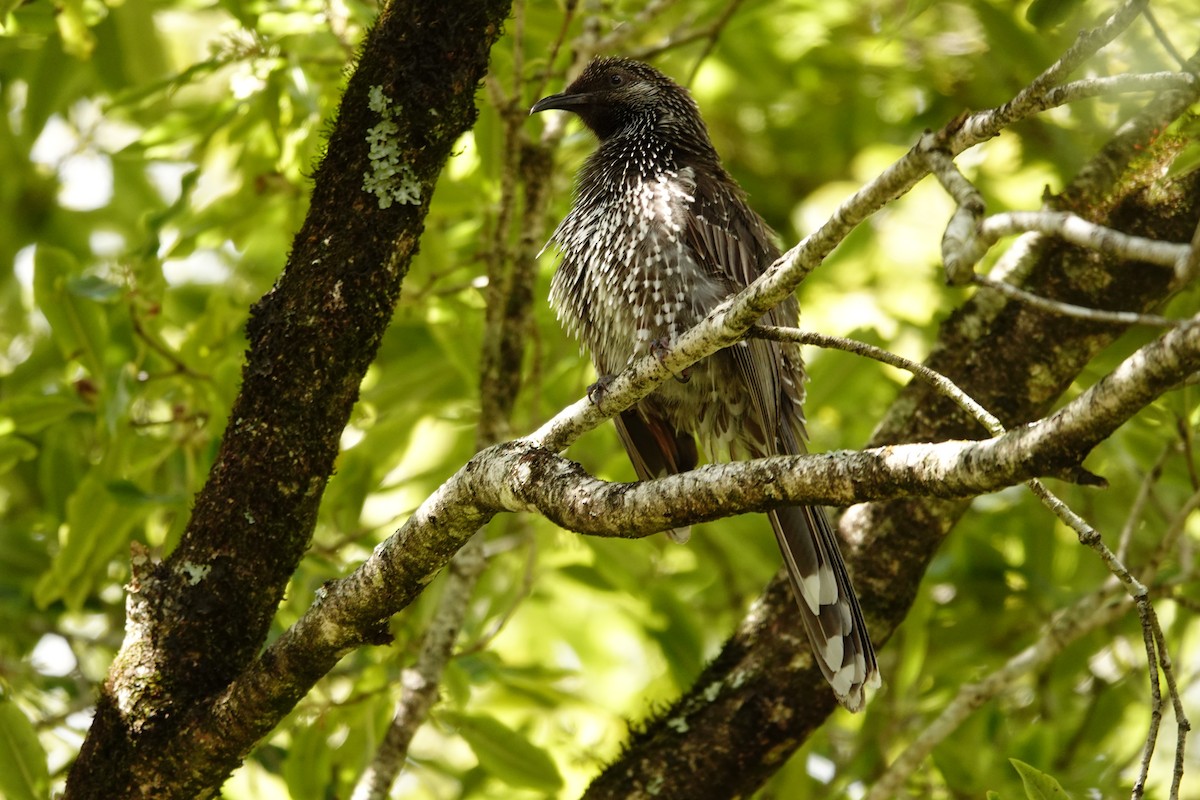 Little Wattlebird - ML642642071