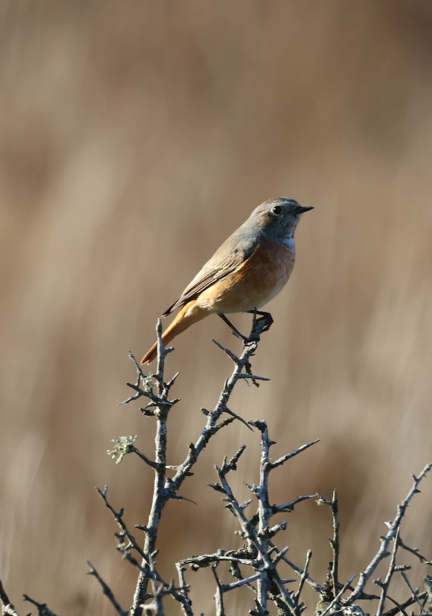 Common Redstart - ML642642076