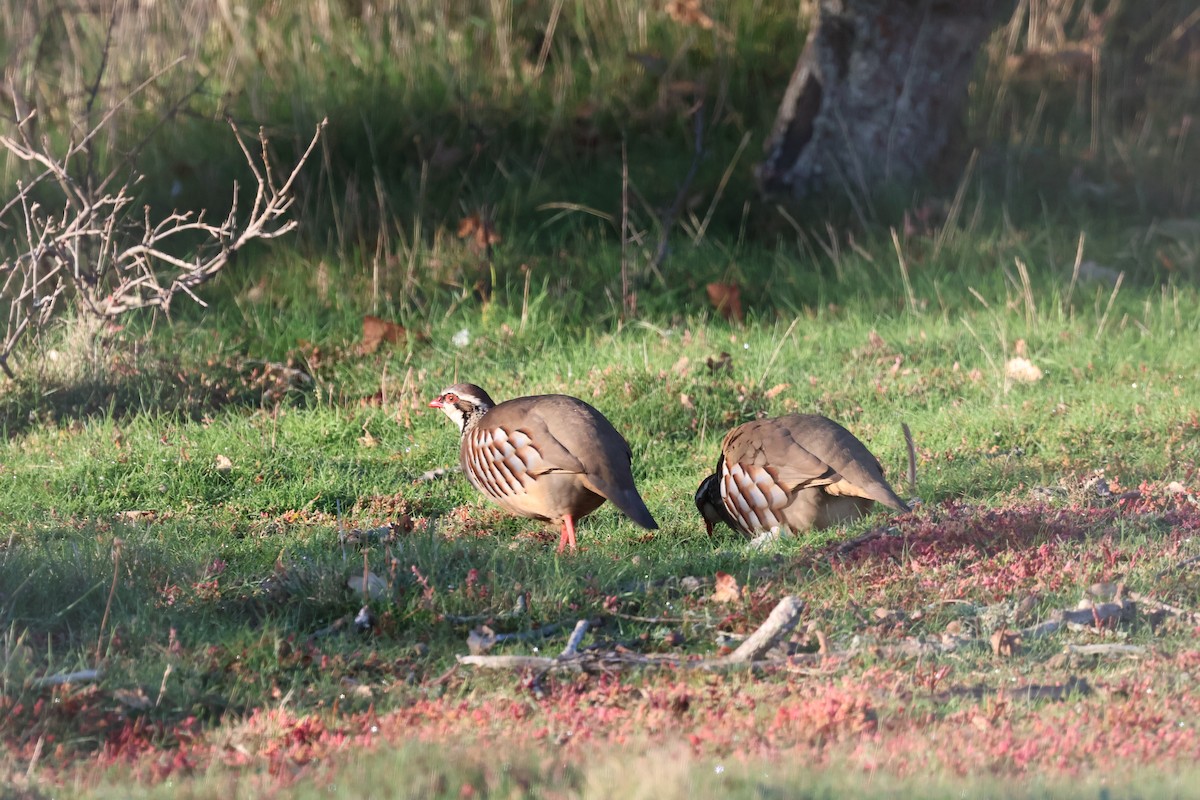 Red-legged Partridge - ML642642083
