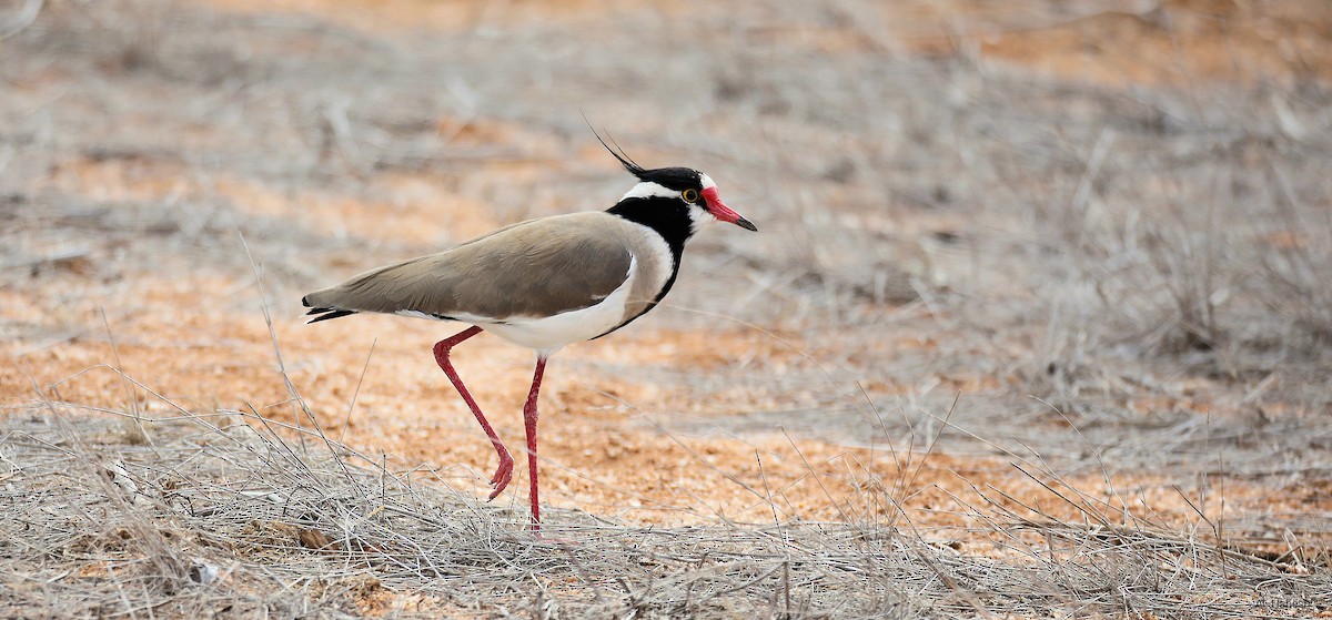 Black-headed Lapwing - ML642642089
