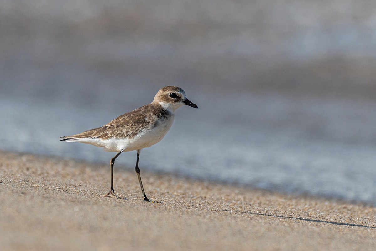 Greater Sand-Plover - ML642642096