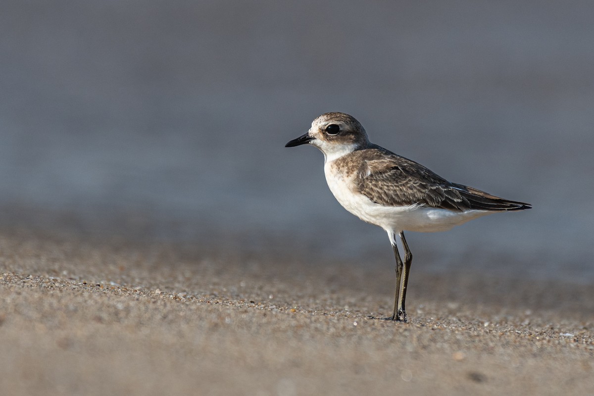 Greater Sand-Plover - ML642642097