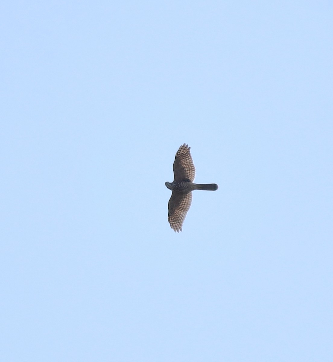 Accipitrine hawk sp. (former Accipiter sp.) - ML642642099