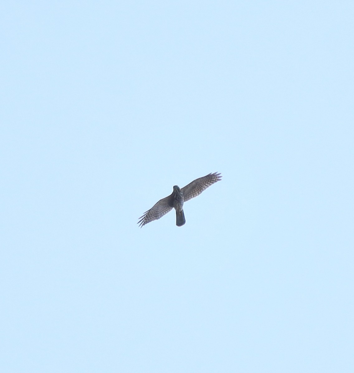Accipitrine hawk sp. (former Accipiter sp.) - ML642642100