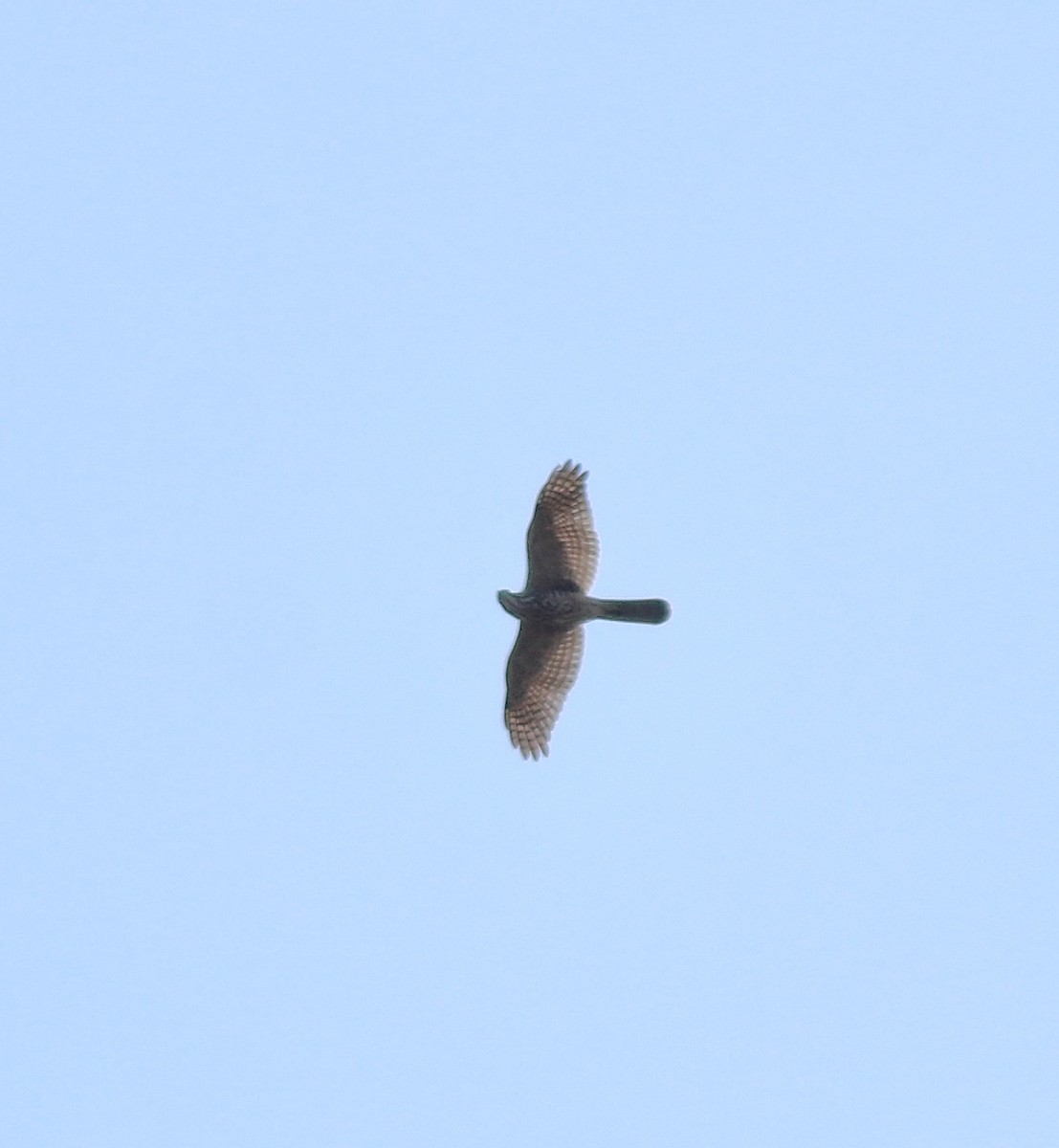 Accipitrine hawk sp. (former Accipiter sp.) - ML642642101
