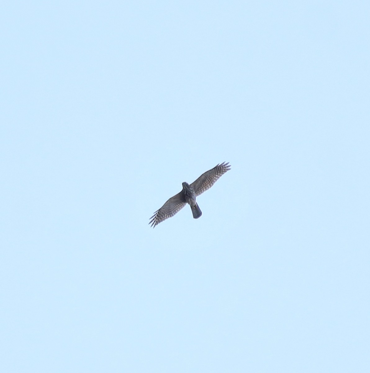 Accipitrine hawk sp. (former Accipiter sp.) - ML642642102