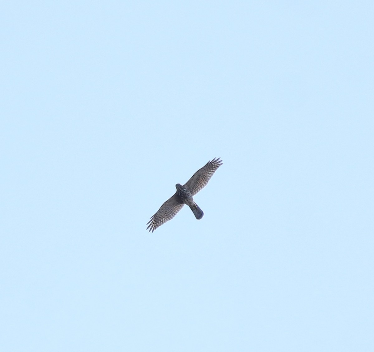 Accipitrine hawk sp. (former Accipiter sp.) - ML642642103