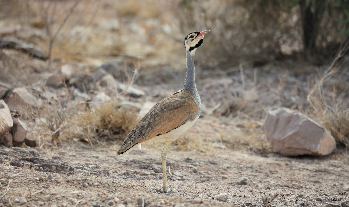 White-bellied Bustard - ML642642128