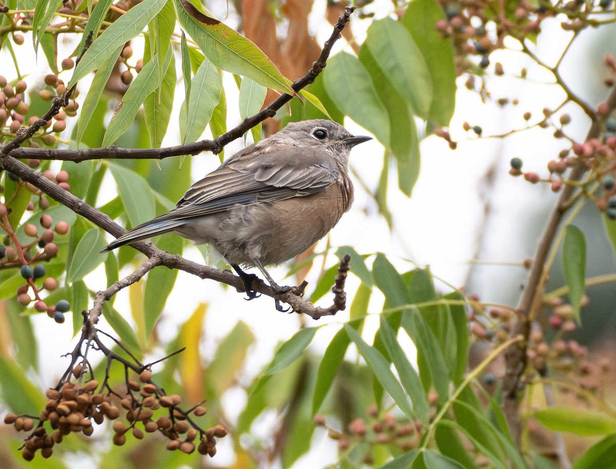 Western Bluebird - ML642642145