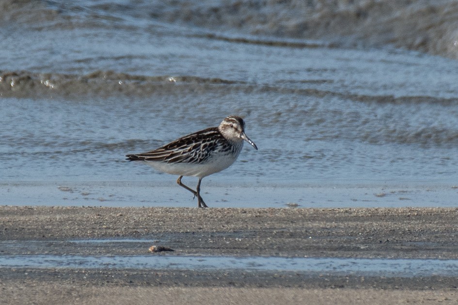 Broad-billed Sandpiper - ML642642168