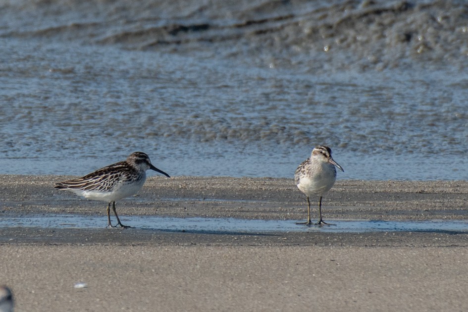 Broad-billed Sandpiper - ML642642169