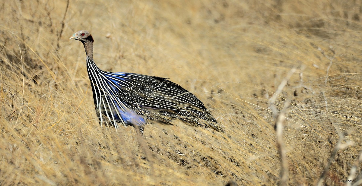 Vulturine Guineafowl - ML642642187