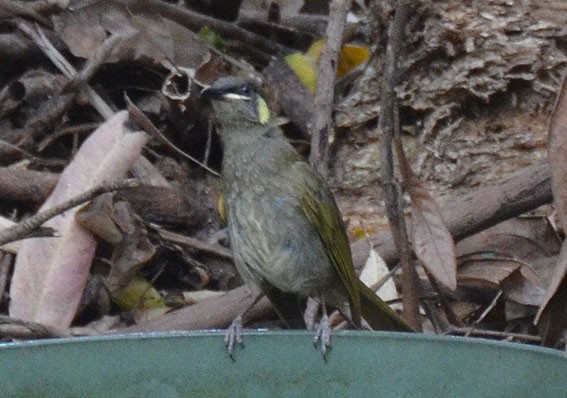 Lewin's Honeyeater - ML642642194