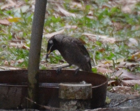 Bridled Honeyeater - ML642642200