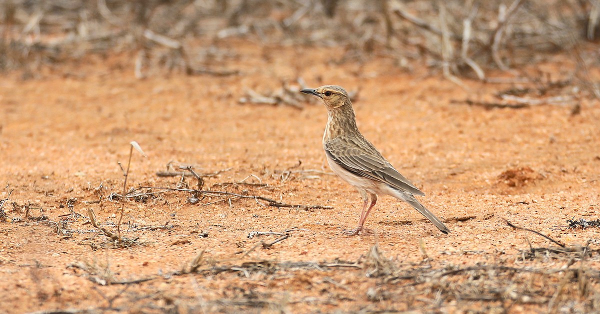 Pink-breasted Lark - ML642642205