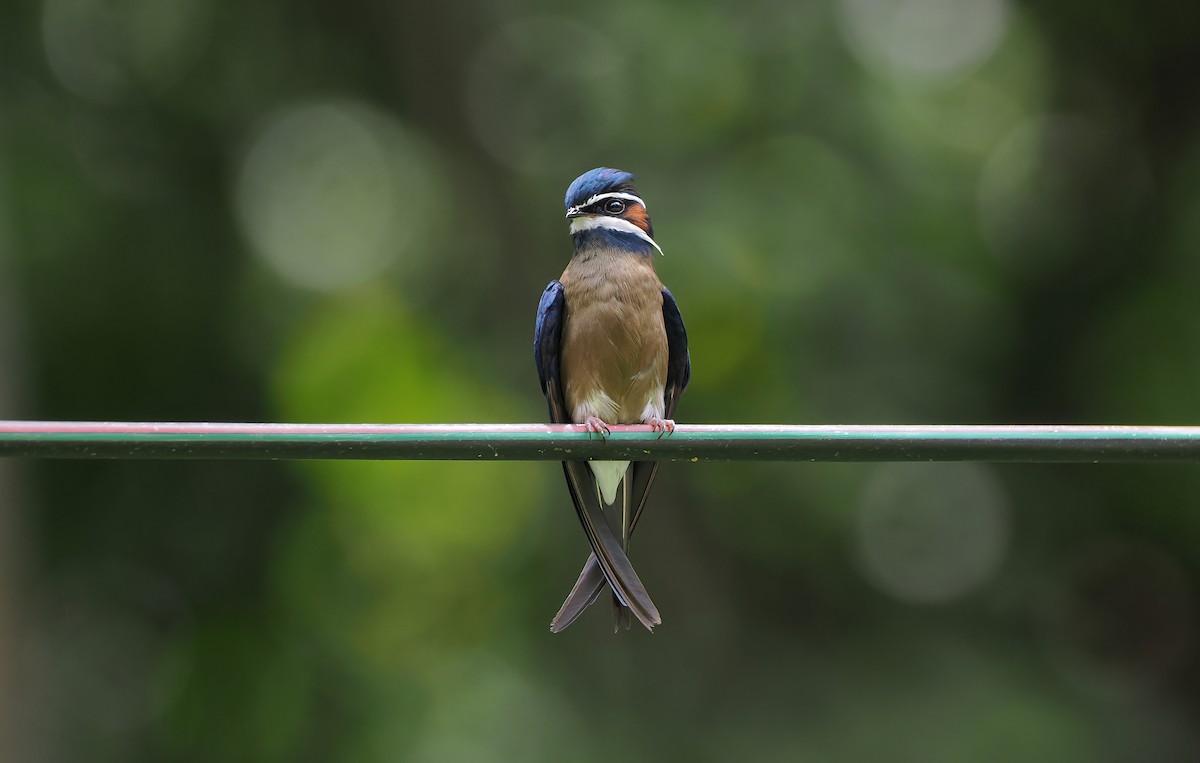 Whiskered Treeswift - ML642642206