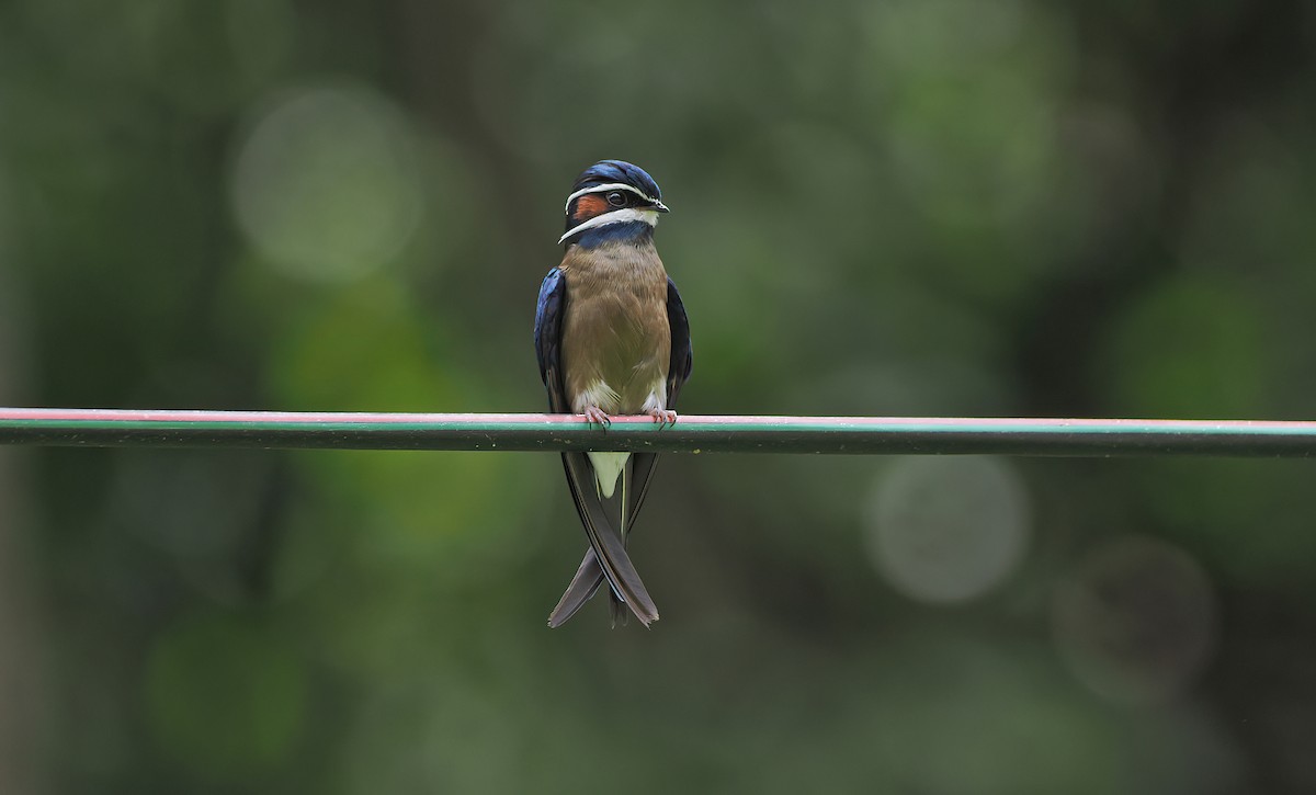 Whiskered Treeswift - ML642642209