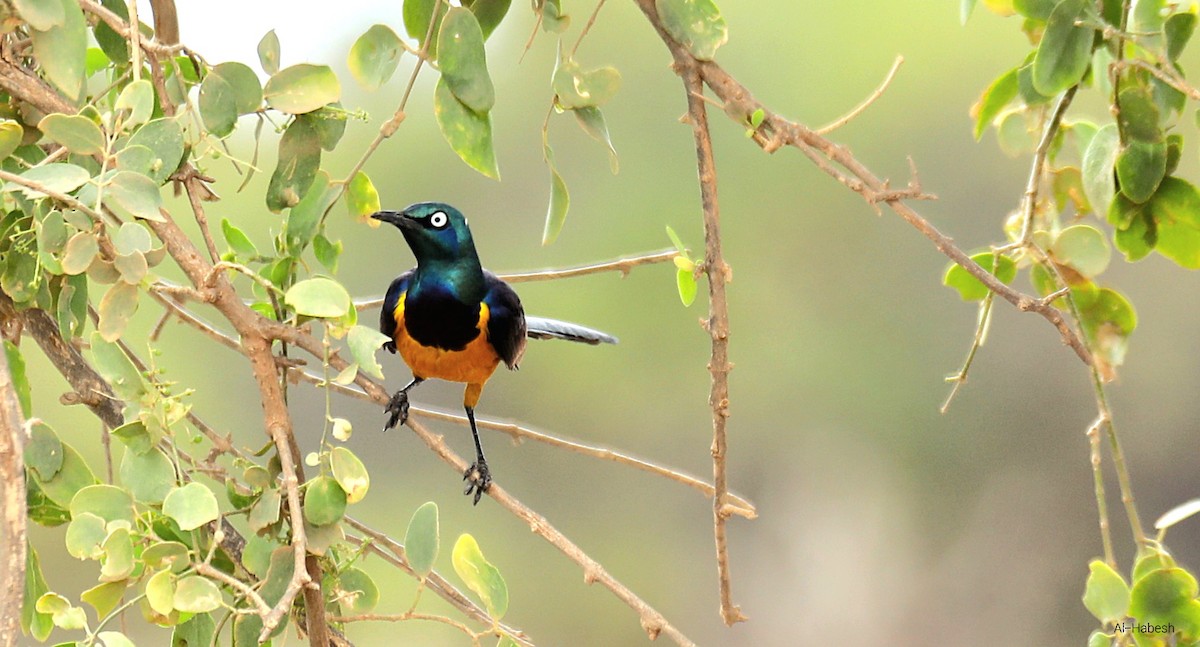 Golden-breasted Starling - ML642642211