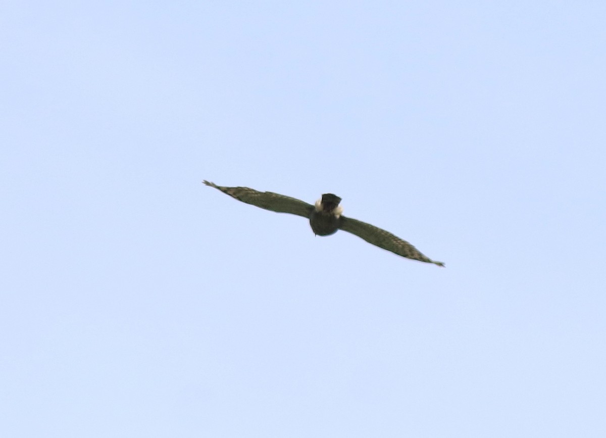 Autour huppé - ML642642220