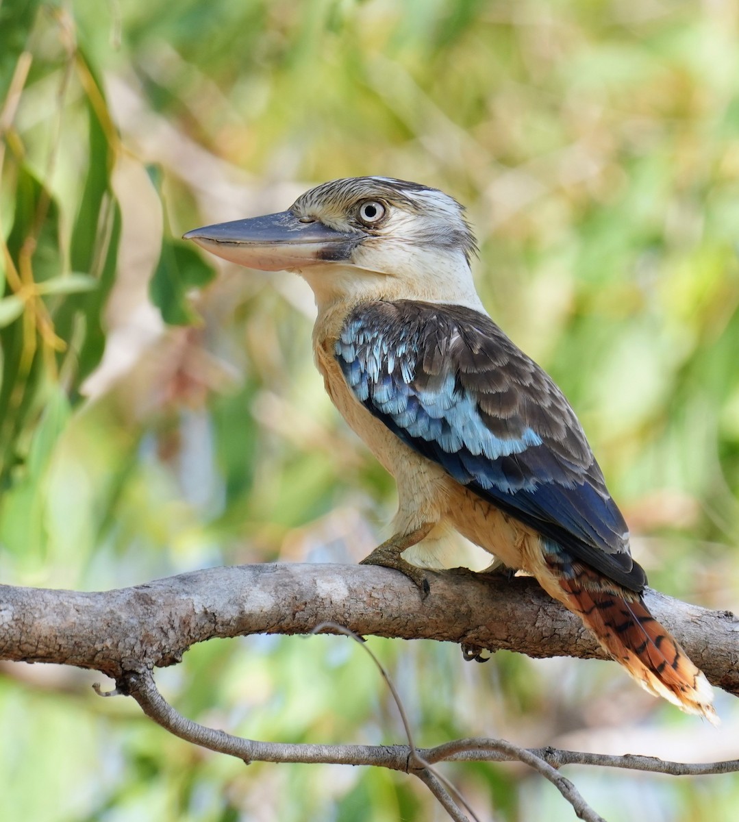 larmekokaburra - ML642642224