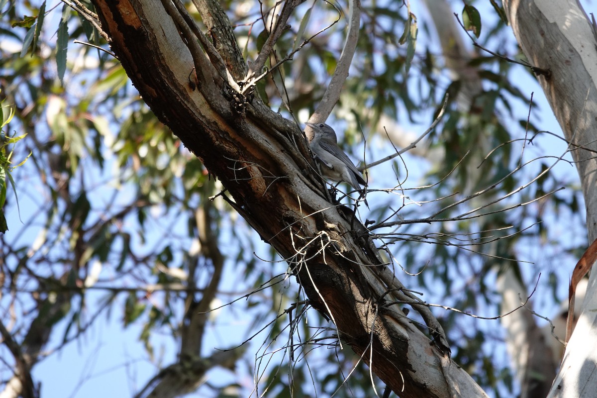 Gray Shrikethrush - ML642642227