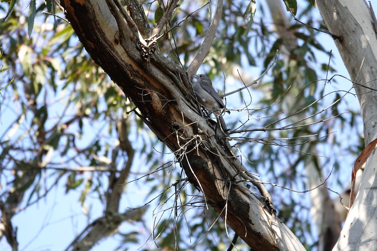 Gray Shrikethrush - ML642642228