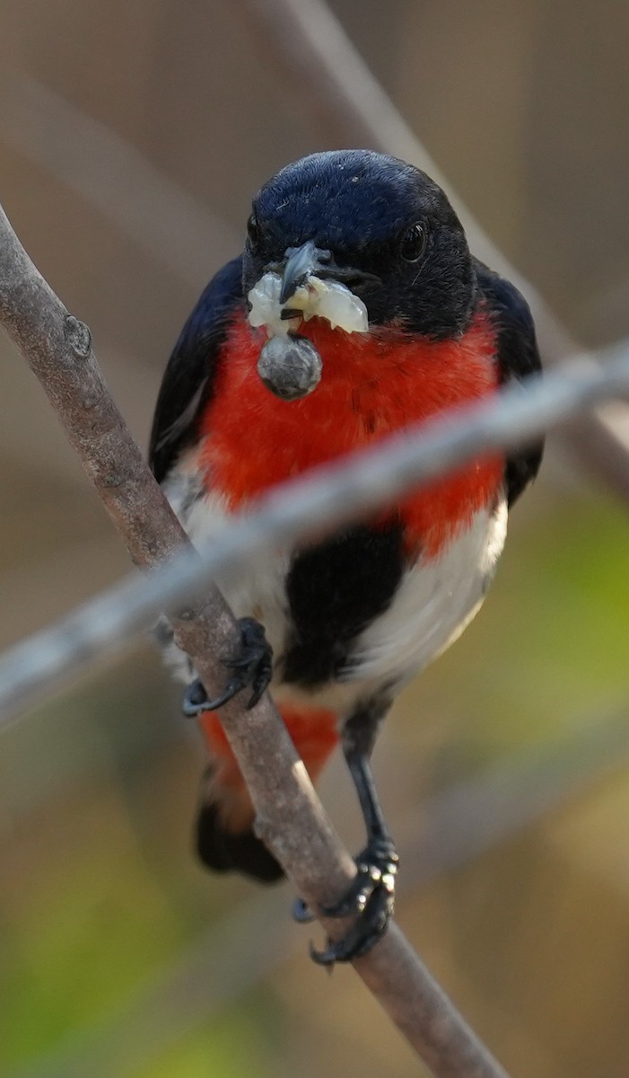 Mistletoebird - ML642642248