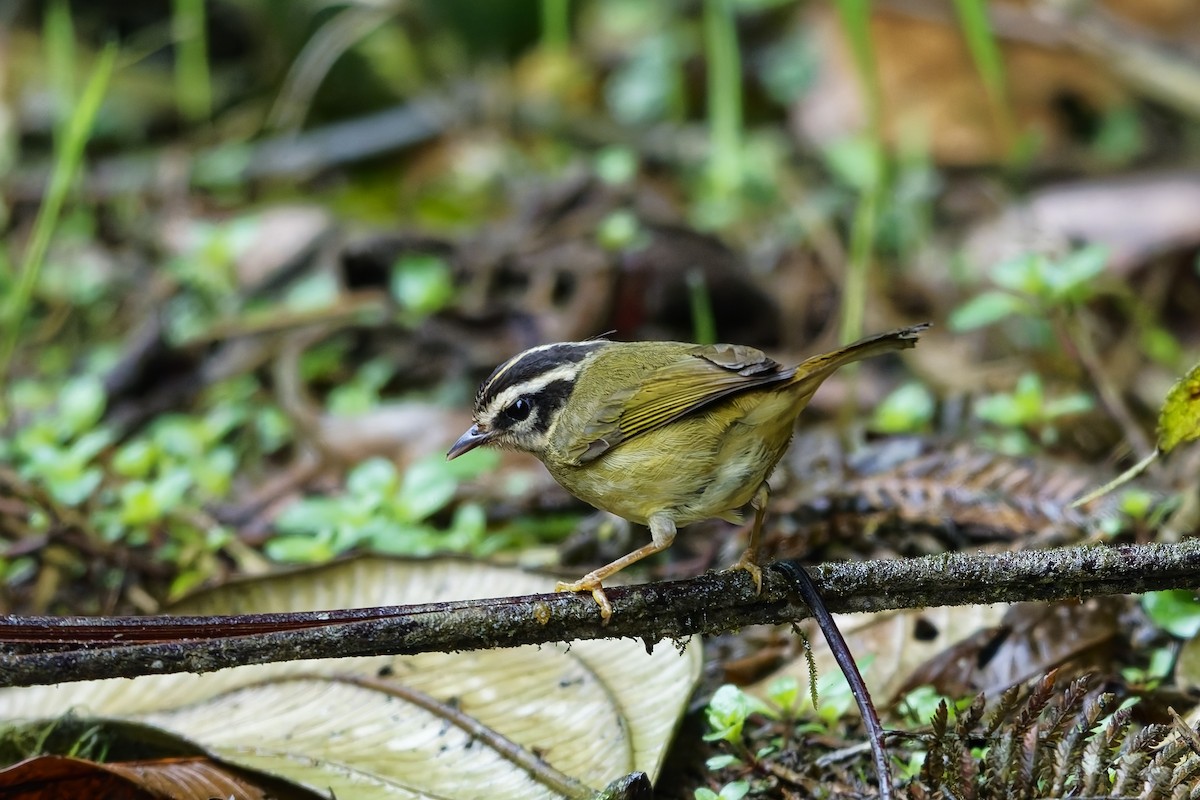 Three-striped Warbler - ML642642249