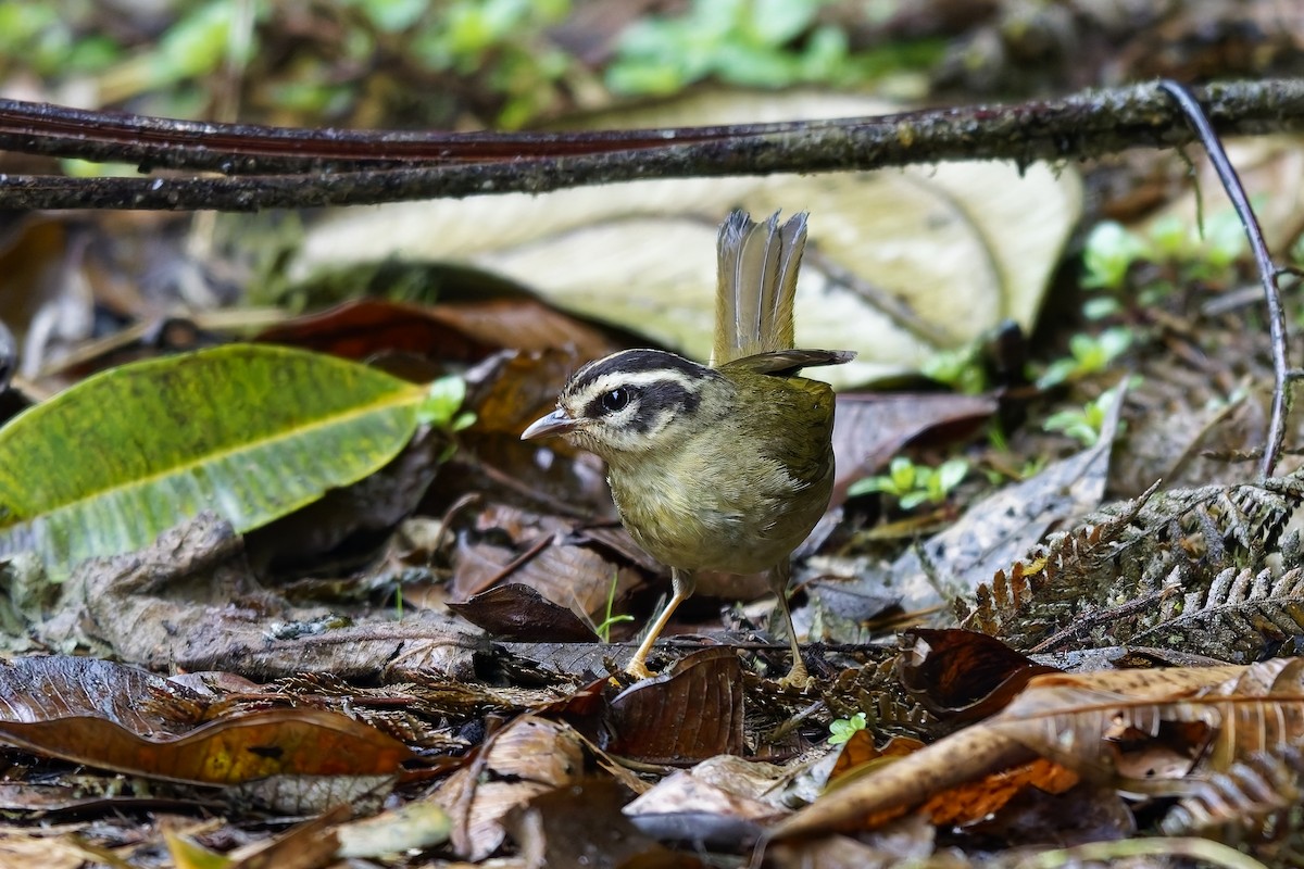 Three-striped Warbler - ML642642250