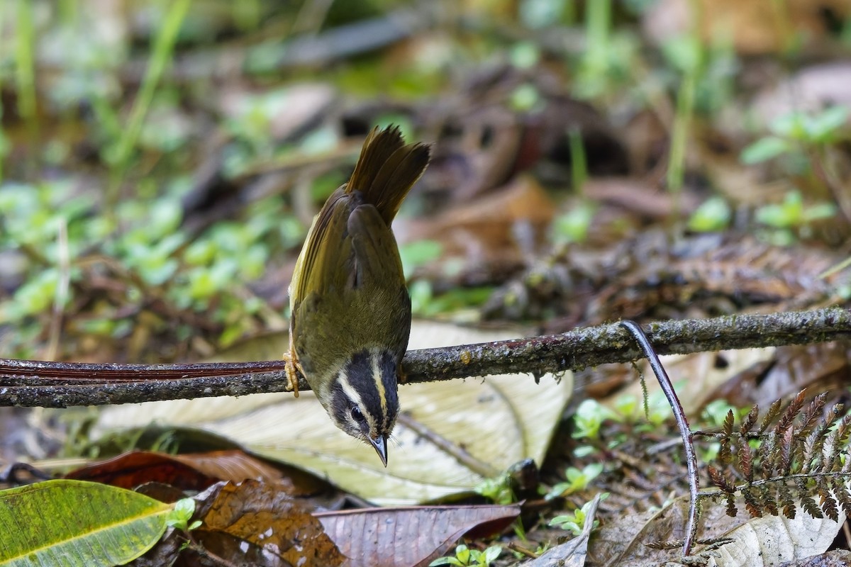 Three-striped Warbler - ML642642251