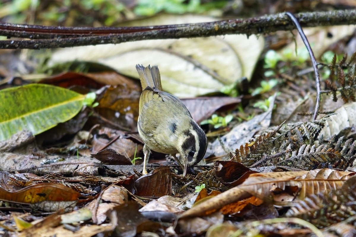 Three-striped Warbler - ML642642252