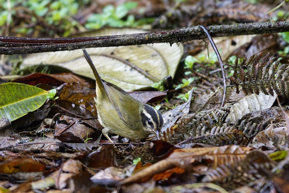 Three-striped Warbler - ML642642253