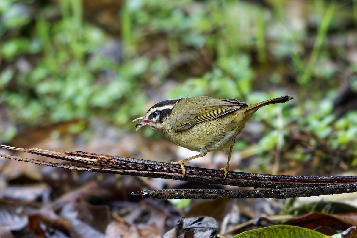 Three-striped Warbler - ML642642254
