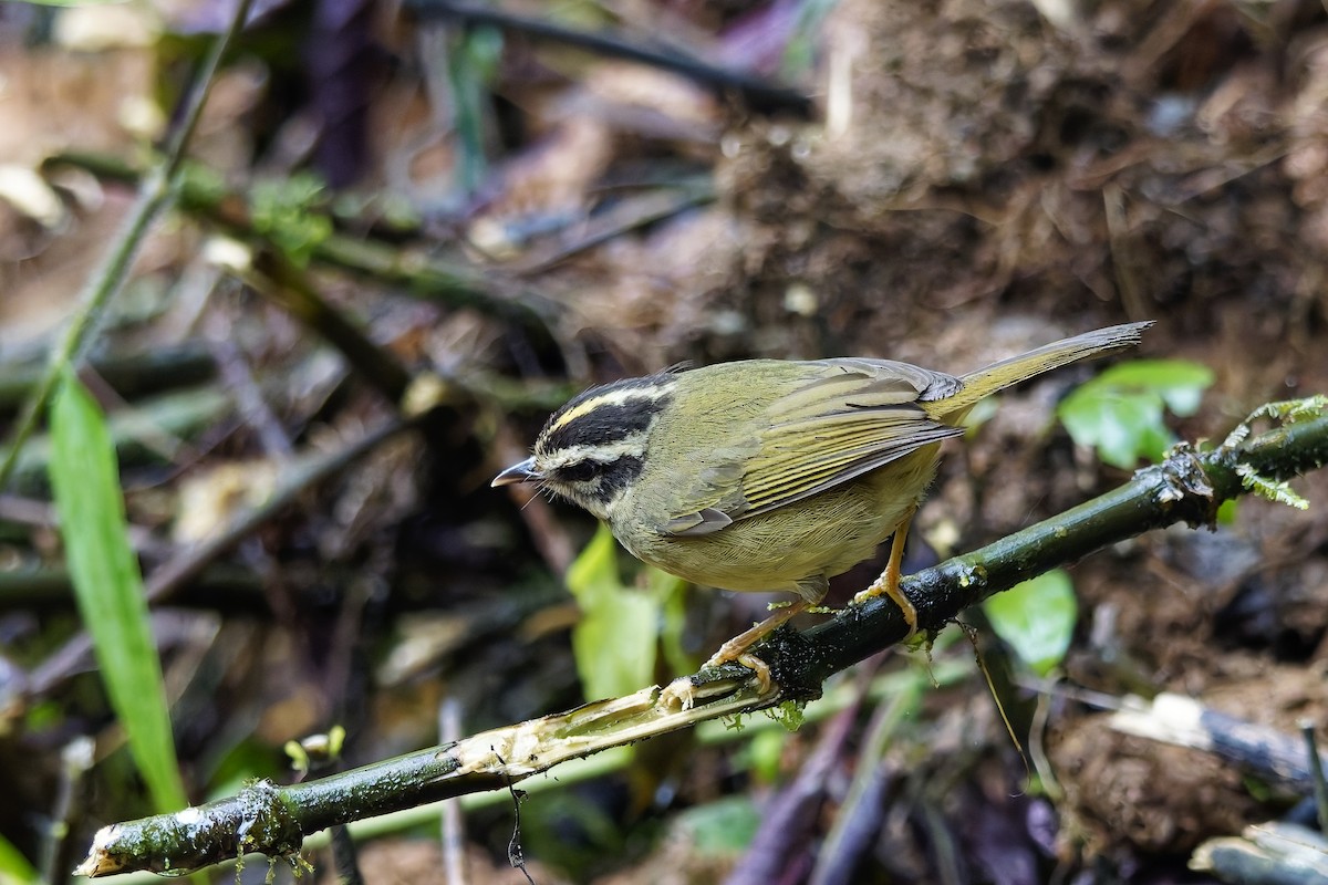 Three-striped Warbler - ML642642256