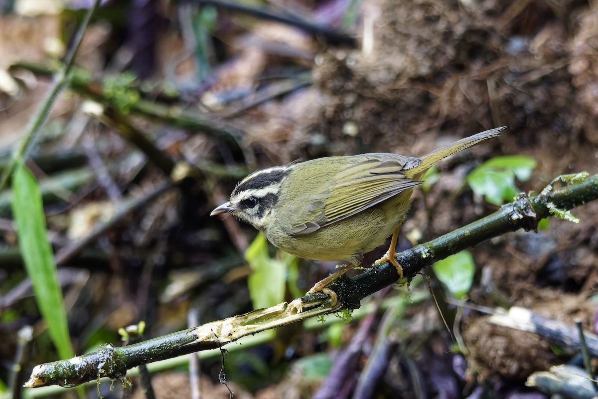 Three-striped Warbler - ML642642257