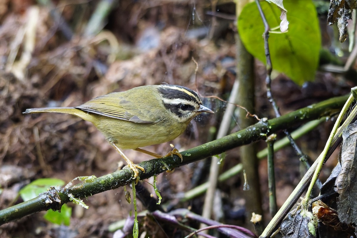 Three-striped Warbler - ML642642258