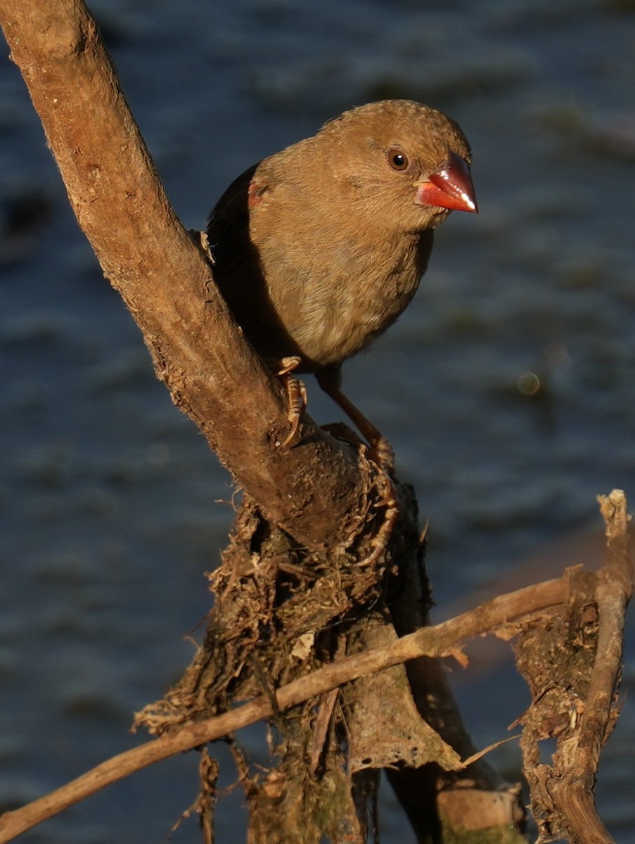 Crimson Finch - ML642642259