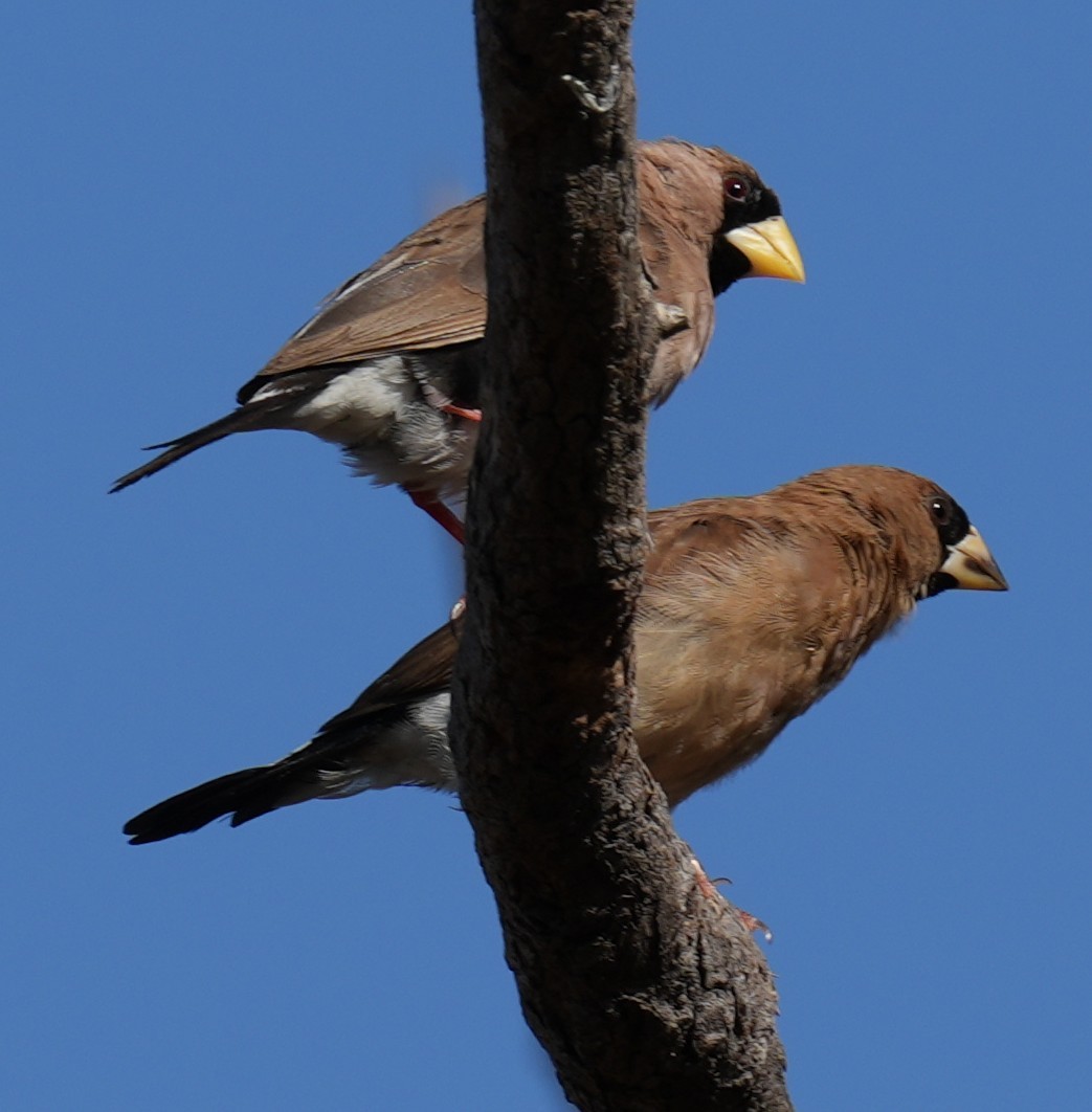 Masked Finch - ML642642261