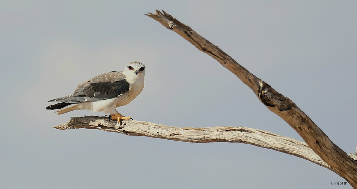 Black-winged Kite - ML642642267