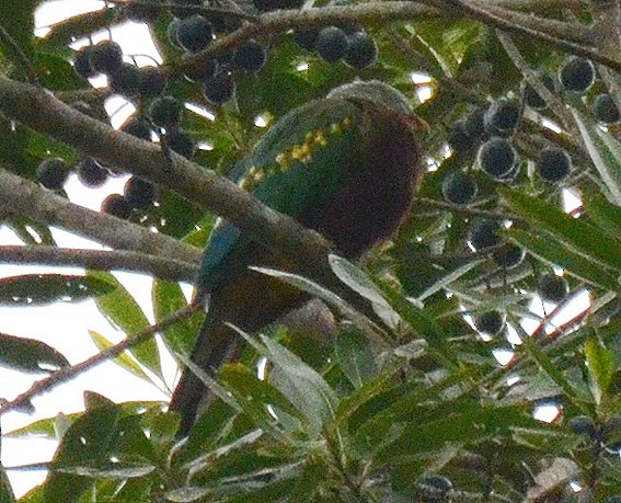 Wompoo Fruit-Dove - ML642642272